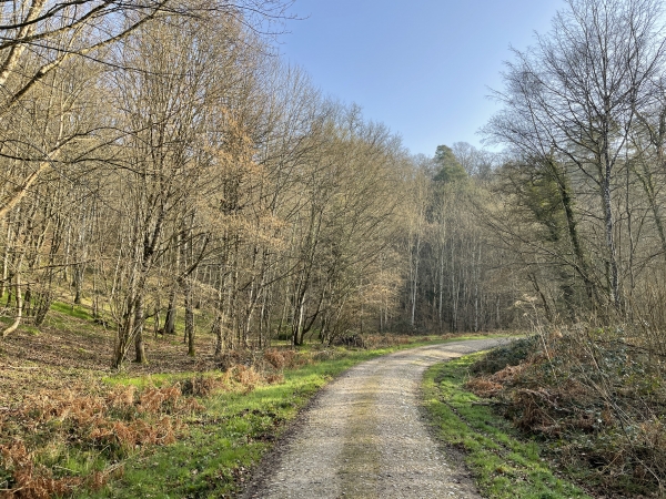 Nous suivons la route forestière du Chêne à la Vierge sur 800 mètres, avant de monter sur la droite vers le chemin du Mailleret.