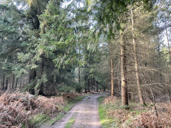 Cette partie du bois de Mailleret est plantée de résineux. Très exploitées au XIXe siècle, la forêt de Montfort a été reboisée sur plus de la moitié de sa surface en résineux, et en particulier en pins sylvestres.