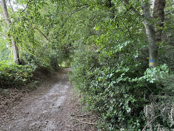 Nous avons traversé la route de Selles, et rejoignons le chemin de Saint-Laurent. Il peut mener à la source miraculeuse au sud, mais nous décidons de prolonger le plaisir et quittons&nbsp; le circuit officiel, comme on le voit à la croix bleue, et continuons vers le nord.