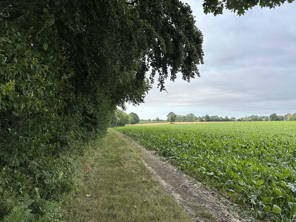 Nous longeons le bois de la Fontaine Barbotte sur ce chemin, puis sur la route de la Drourie.