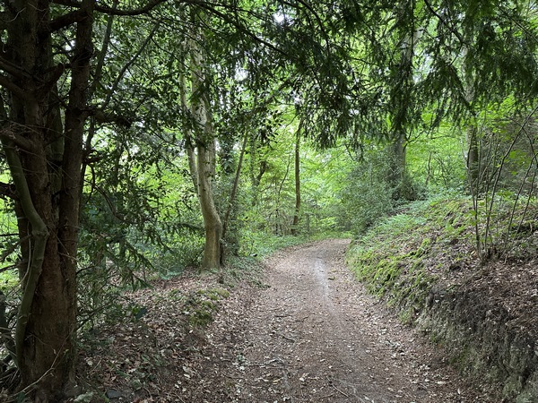 Le chemin Savary descend droit vers la fontaine Barbotte.