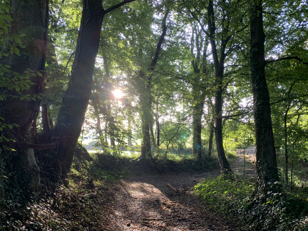 Arrivés au Mont Rôti, nous allons rester sur les chemins pour descendre dans le vallon.