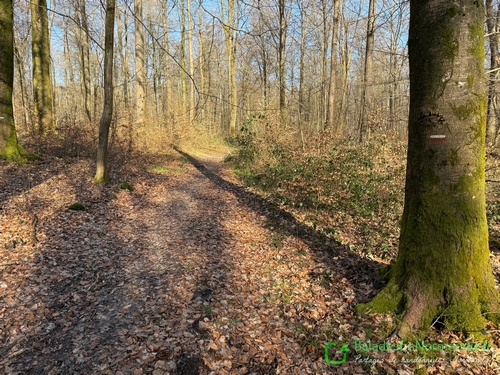 Nous avons rejoint le bois de la Vente aux Bouleaux par la voie forestière du Mont Aimé, et la quittons pour suivre les balises du GR.
