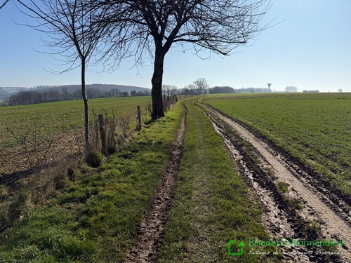 Nous suivons le chemin de la Mistaquerie jusqu'au bois du Mont Cornet.