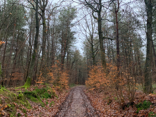Nous entrons en forêt domaniale de La Londe-Rouvray par le chemin forestier d'Argillières.