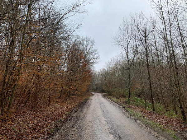 Contrairement à notre trace GPS enregistrée en avril 2017, nous ne coupons pas le virage et suivons la route forestière de la Vallée des Rangs.