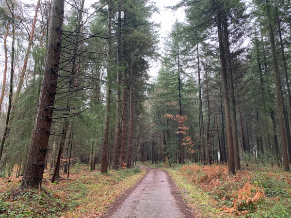 Nous sommes maintenant sur la route forestière du Mesnil, bordée ici de pins sylvestres.