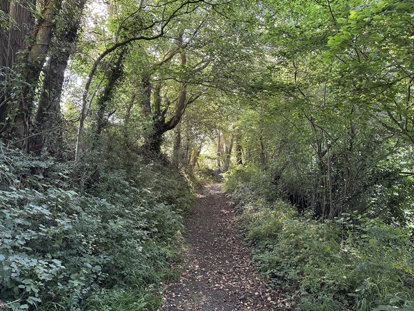 Nous avons traversé la route de Pont l'Evêque, suivi la petite route du Chemin du Lieu Picard, et descendons maintenant vers la vallée de l'Yvie.