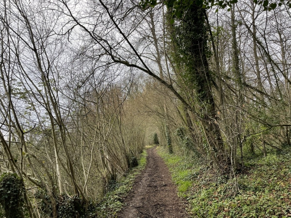 Le GR224 monte maintenant dans le bois d'Avranches.