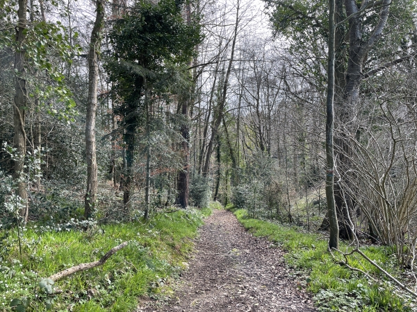 Nous descendons dans le bois des Angles en direction de la vallée.