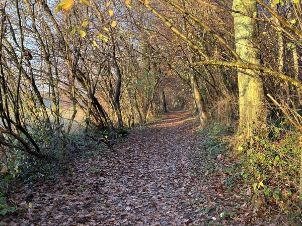 Nous quittons enfin la D90 pour suivre ce chemin qui avance entre bois et champs en direction de Ricarmesnil.