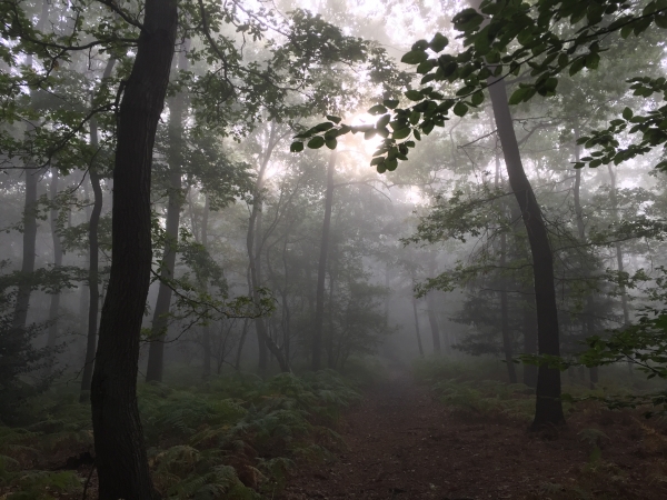 Nous sommes passés de la forêt domaniale à la forêt départementale du Bois des Pères, sans vraiment le remarquer. nous sommes plus proches de la Seine, et le brouillard matinal est plus dense.