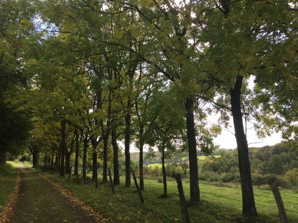 Nous arrivons au lieu-dit du Bois le Borgne.