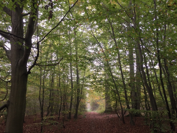 Après l'Essart-Mador, nous retrouvons les chemins en forêt domaniale.