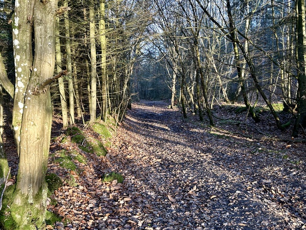 La descente dans le bois de la Ligneraie et tout aussi agréable que la montée.