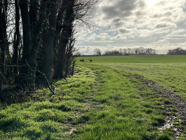 Nous sortons de Graveron-Sémerville par le premier chemin de ce circuit. Surprise réciproque, en contournant le Bois de la Remise, nous sommes faces à trois jeunes chevreuils.