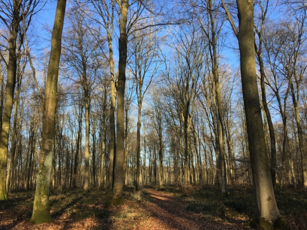Chemin vers la Maison Forestière de Belleface.