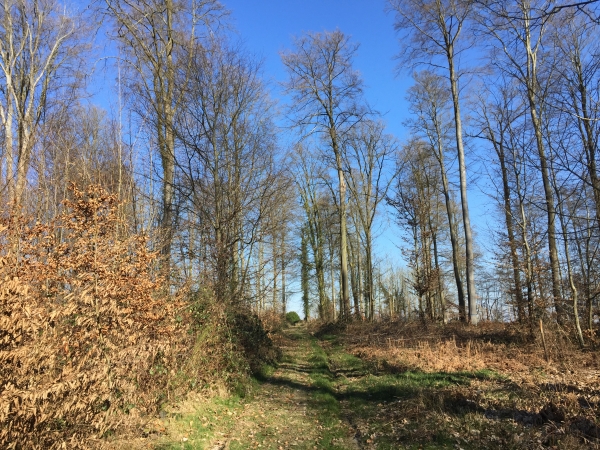 Chemin de la Maison Forestière de la Lande.