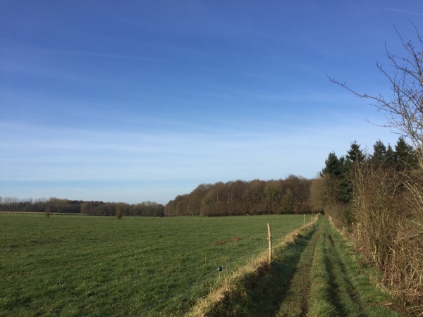 Nous sommes dans la plaine de la Quesne, en lisière de bois.
