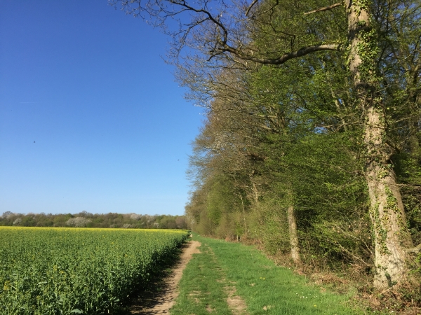 Lisière sud du Bois de Champs-de-Bataille.