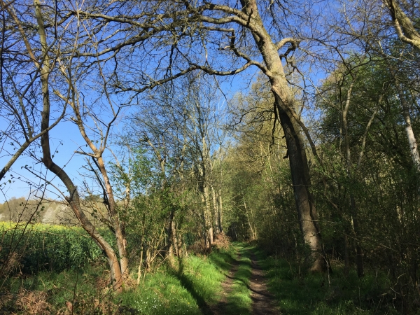 Bois de Champs-de-Bataille, non loin de la chapelle de Sainte-Vaubourg.