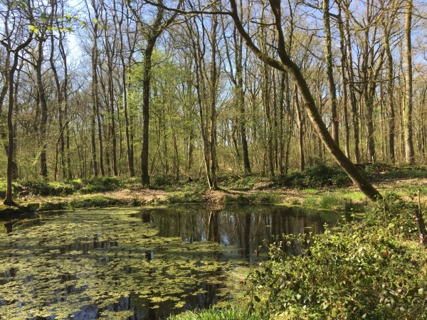 Bois de Champs-de-Bataille.