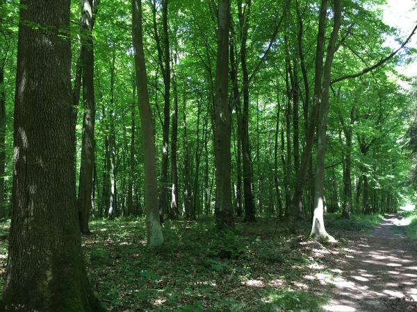 Forêt domaniale de Lyons.