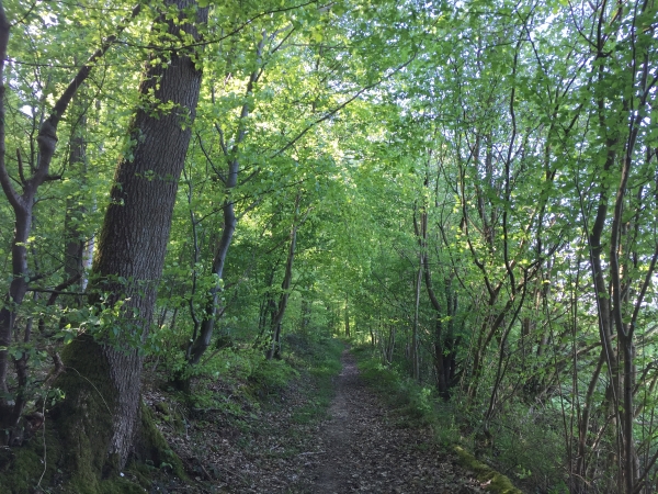Retour en forêt domaniale de Lyons.