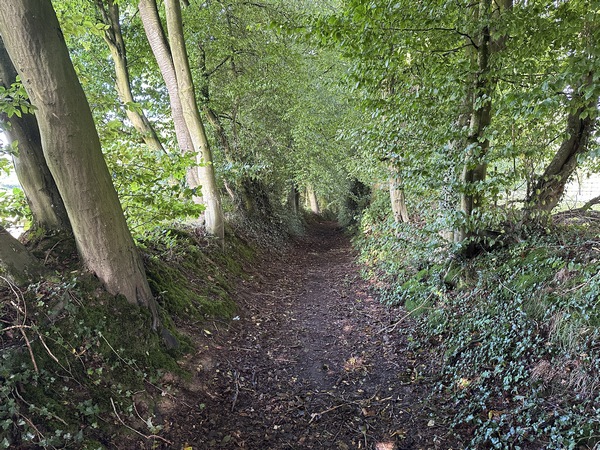 Au hameau d'Ormesnil, le GR210 retrouve les chemins. Ces chemins suivent les bois de la Côte d'Ormesnil.
