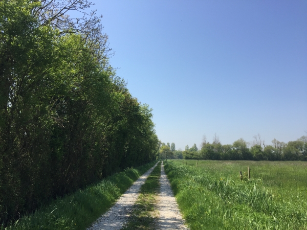 Nous traversons les marais en direction de Foucarville.