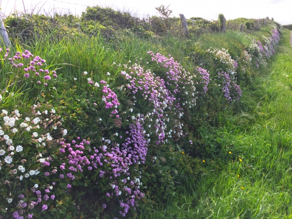 Avantage du mois de Mai : le sentier du littoral est bordé de fleurs.