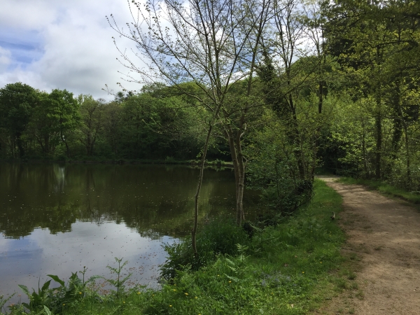 Nous traversons le Bois des Pieux et de Flamanville, sur un chemin qui serpente entre les futées de hêtres, châtaigniers, chênes sessiles, les plantations en bouquets, un étang... magnifique ! (Voir la vidéo !)