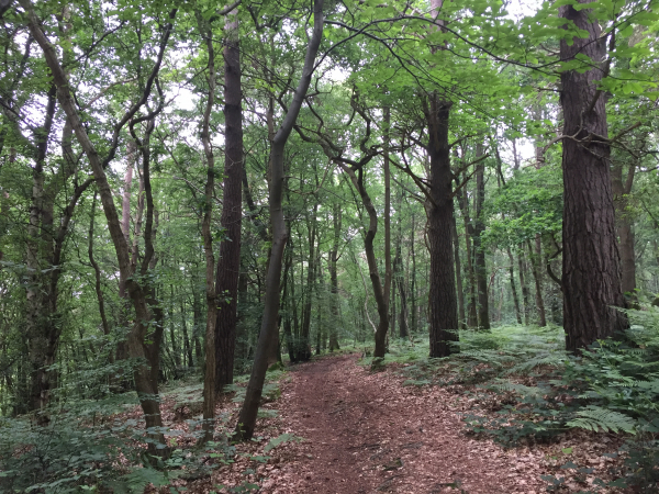 Nous descendons vers les sources de la Durdent en traversant le bois le long du château du Boscol.