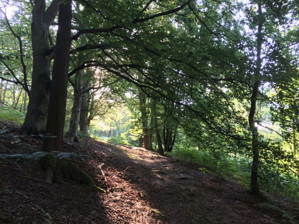 Le plateau boisé en direction de Malleville-sur-le-Bec.