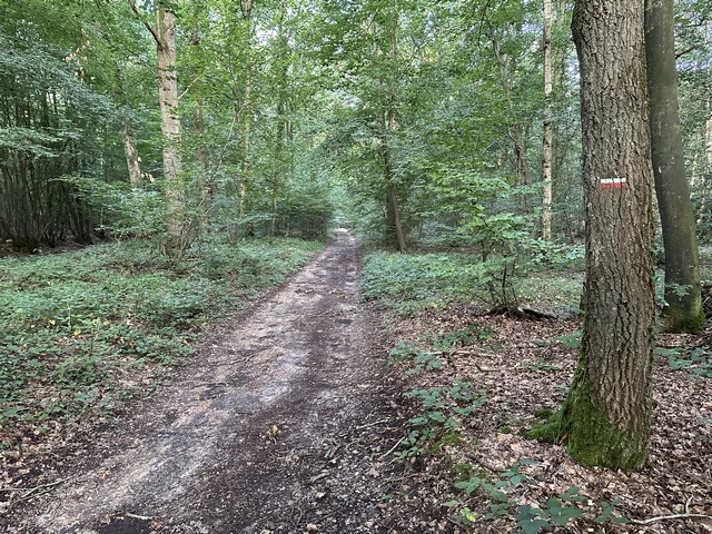Nous sommes sur le GR26 depuis la sortie du bourg. Nous entrons dans la forêt, et nous ne la quitterons plus jusqu'à Platemare.