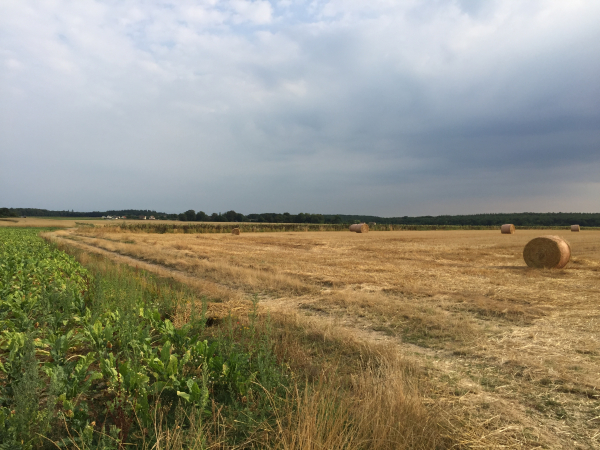 Le plateau est une grande plaine agricole, nous sommes ici aux Gâtines.