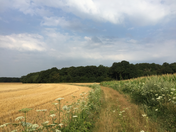 Nous allons quitter le plateau, nous marchons vers le bois de Carcouet.