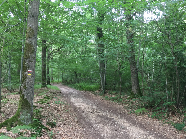 Dans le bois de Carcouet, nous rejoignons le GR222 que nous allons suivre maintenant jusqu'au retour. Aucun risque de se tromper : les balises rouges et blanches sont bien visibles.