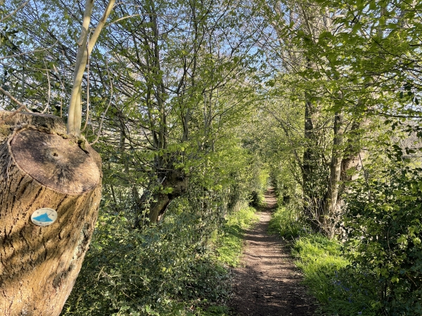 Nous quittons l'Allée des Châteaux, toujours sur le GR23, et marchons le long du bois de Mauny. On voit à gauche une balise des Chemins du Mont-Saint-Michel. Elles sont assez nombreuses sur cette étape, mais ne permettent pas, à elles seules, de suivre l'itinéraire.