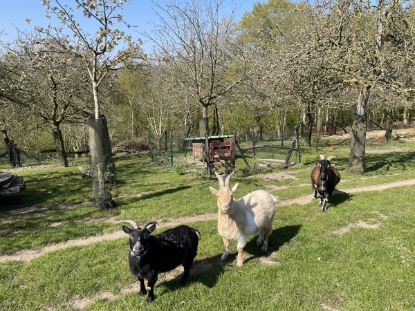 La Painerie, les chèvres regardent passer les randonneurs.