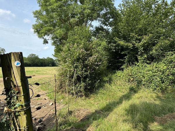 Surprise, le chemin a disparu sous la végétation ! Nous sommes pourtant sur le bon chemin, comme l'indique la pastille à gauche. Nous sommes passés par les vergers voisins, mais nous recommandons de prendre la route des Hautières, parallèle, au sud de ce chemin.