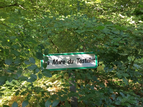 Route forestière du Testelet, la mare.
