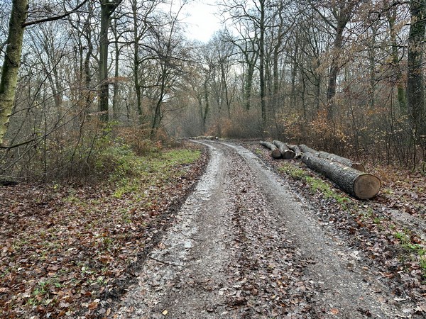 En forêt, nous commençons par suivre de grandes allées comme le Chemin Forestier d'Argillières qui longe les étangs de la Terre à Pots, ou ici, le Chemin forestier du Pré Bourdonné.