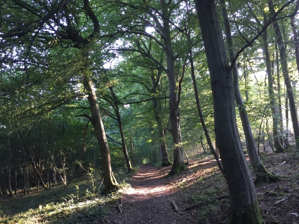 Chemin de la Fontaine-des-Frênes, non, l'appareil photo n'est pas de travers.