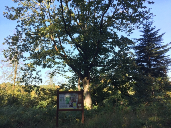 Route Forestière du Midi, nous passons devant le châtaignier du Rond de Forges, arbre remarquable. Tortueux, il montre la détermination du châtaignier à se déployer malgré les grands pins qui le dominent.