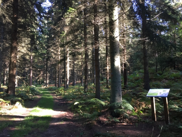Sentier de Découverte des Câteliers. Des panneaux pédagogiques aident les promeneurs à reconnaître les nombreuses variétés d'arbres de la forêt : hêtre, chêne rouvre, sapin pectiné, épicéa, châtaignier...