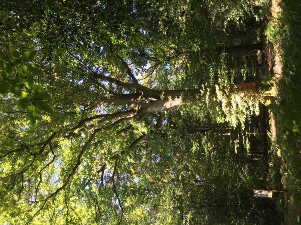 Encore un arbre remarquable de la Forêt de Montfort : le chêne du Chastel, d'un équilibre presque parfait avec un houppier en parasol.