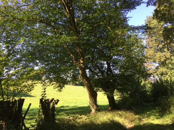 Chemin du Val Dallet en direction de Rondemare.