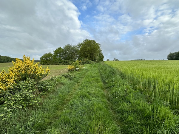 Nous longeons la D47 sur quelques mètres, puis suivons le chemin des Pâtis de la Muette en direction de la forêt domaniale Verte.