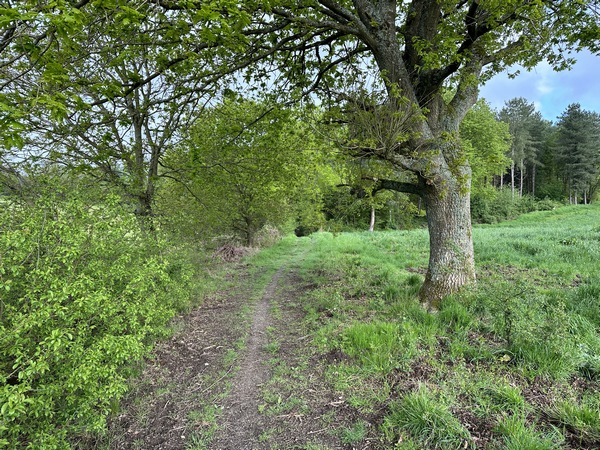 Le chemin des Pâtis de la Muette nous conduit directement à l'entrée de la forêt.